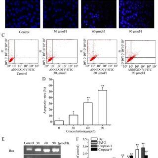 Licochalcone D Ld Treatment Decreases The Mitochondrial Membrane