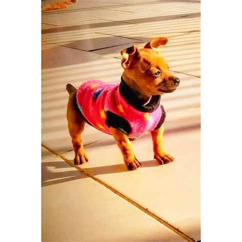 Roupa Para Pet Pinscher Tamanhos Pequenos Shopee Brasil