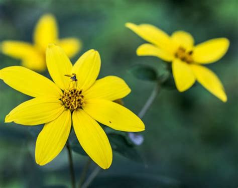 Thin-Leaved Sunflower - Central Park Conservancy