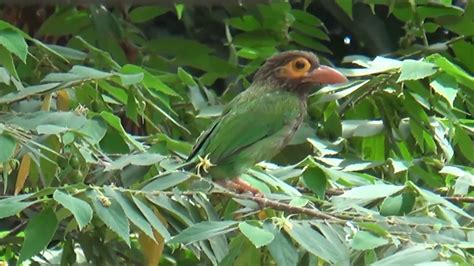 Feeding Habits Of Birds Youtube