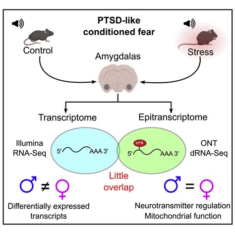 Sex Specific Transcriptomic And Epitranscriptomic Signatures Of Ptsd