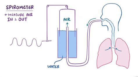 Lung Volumes And Capacities Video And Anatomy Osmosis