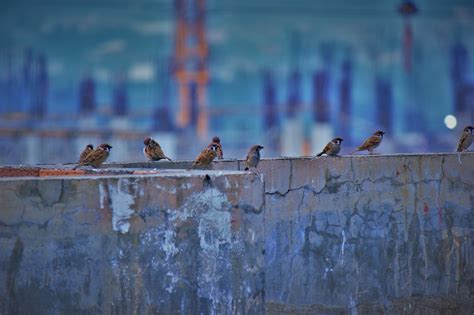 Spatz V Gel Beton Kostenloses Foto Auf Pixabay Pixabay