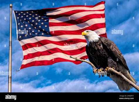 Bald Eagle and American Flag Stock Photo - Alamy