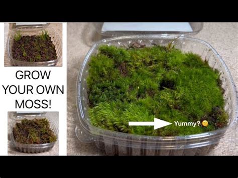 MOSS MOSS MOSS How To Grow Your Own Moss YouTube