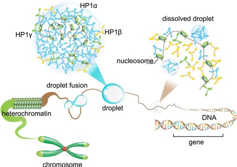 Figures And Data In Interplay Between Charge Distribution And Dna In