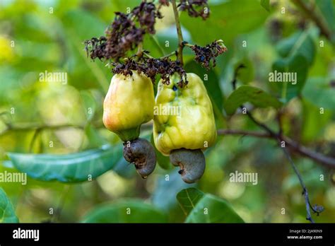 Kaju Tree Hi Res Stock Photography And Images Alamy