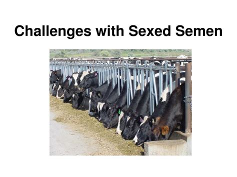 Ppt Opportunities And Challenges With Sexed Semen Powerpoint Presentation Id4395297