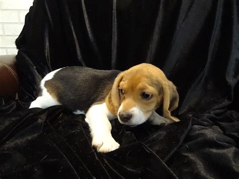 New Litter Pocket Beagle Puppies Born 5 6 13 Tiny Beagles Miniature