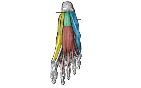 Músculos del Pie: Anatomía Completa, Funciones y Lesiones Comunes