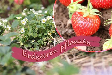 Erdbeeren Pflanzen Schrittweise Anleitung Wann Ist Der Beste Zeitpunkt