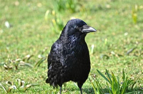 Do Crows Eat Other Birds Everything You Need To Know Optics Mag