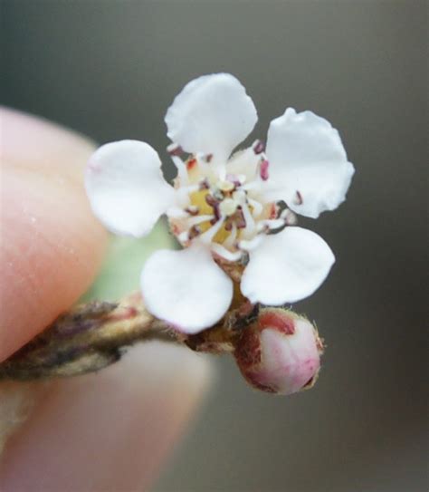 Cotoneaster Integrifolius Eflora Of India