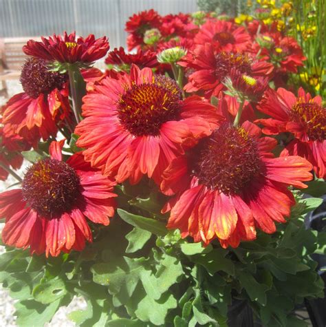 Gaillardia Aristata “MESA RED” – Silja