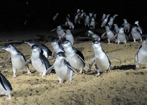 Aus Melbourne Pinguin Parade Koalas und Kängurus GetYourGuide