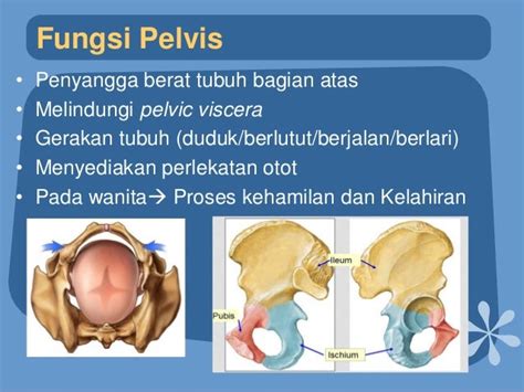 Anatomi Pelvis