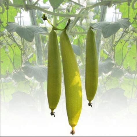 Hybrid Attractive Light Green F1 Sponge Gourd Shweta Packaging Type