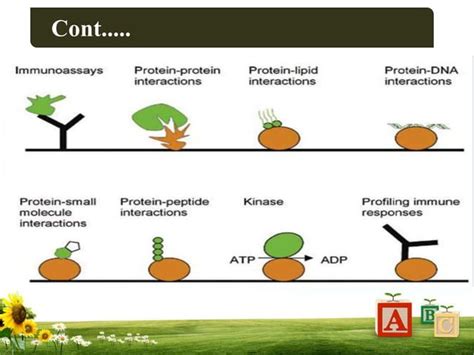 protein microarray | PPT