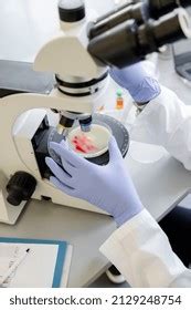 Scientist Placing Petri Dish Under Microscope Stock Photo 2129248754 ...