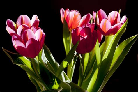 Bakgrundsbilder Blomma Kronblad Tulpan Flora Blommor Tulpaner