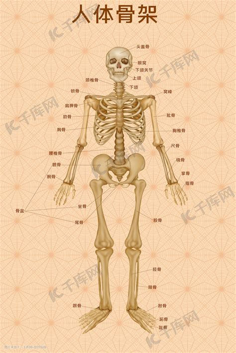 人体医疗组织器官人体骨架示意图科普插画图片 千库网