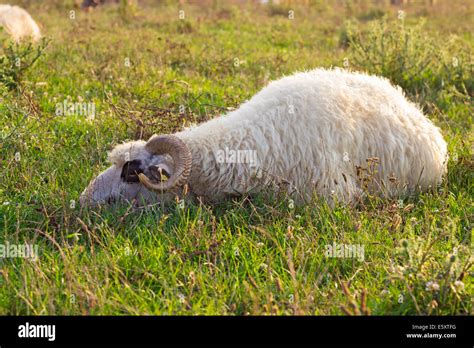 Sheep Lamb Lying On Grass Hi Res Stock Photography And Images Alamy