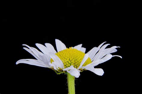 Basket Flower Greenhouse Marguerite Daisy Basket Flower Greenhouse