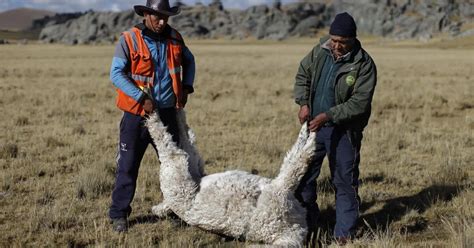 Enfen Activa La Alerta De Vigilancia Por La Ni A Costera Sociedad