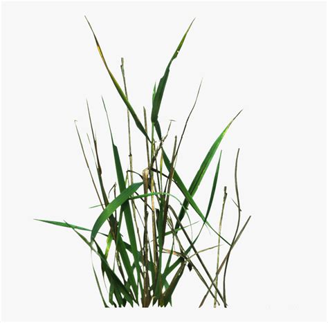 Grass Blade Texture Png - Unity 2d Grass Texture, Transparent Png - kindpng