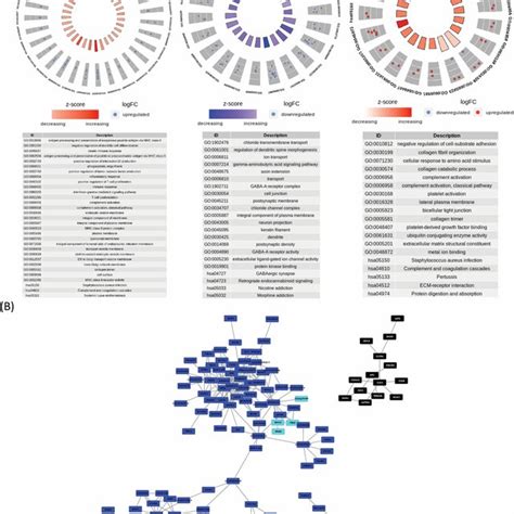 Network Visualization And Pathway Analysis Of Wgcna Modules A Gene