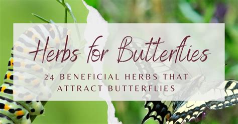 24 Beneficial Herbs That Attract Butterflies To Your Garden