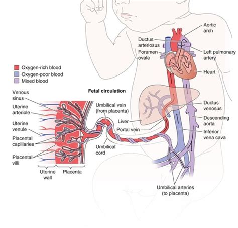 Fetal Echocardiography Flashcards Quizlet