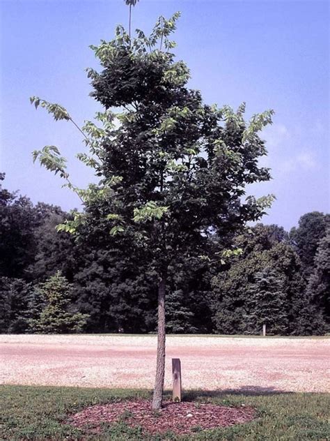 Celtis Occidentalis Prairie Pride Prairie Pride Common Hackberry