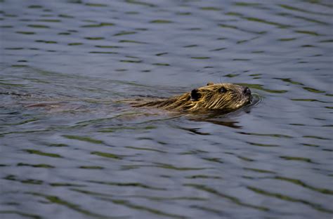 Beavers Are Flooding The Warming Alaskan Arctic Threatening Fish