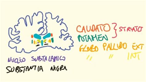 Neurofisiologia Lezione Il Movimento Parte Iv I Gangli Della