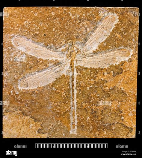 Turanophlebia Fossil Dragonfly Stock Photo Alamy