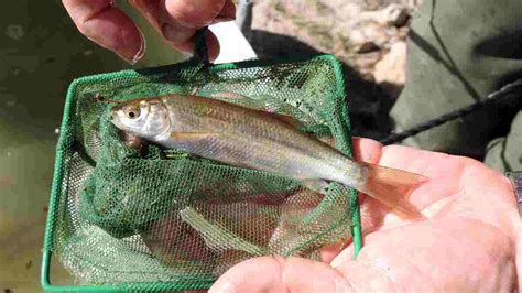 Medi ambient Alliberen milers de peixos autòctons en un embassament de