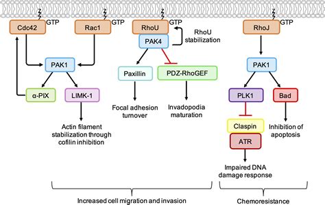 Frontiers Targeting Rho Gtpase Signaling Networks In Cancer