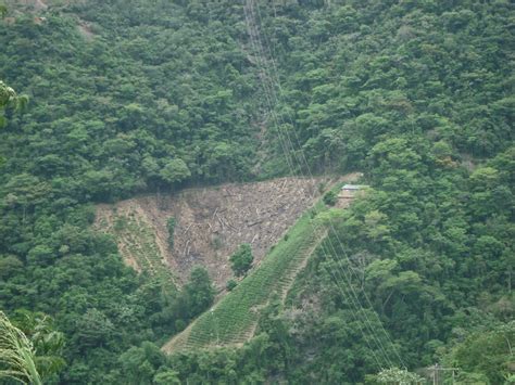 Bolivia Perdi Casi Ocho Millones De Hect Reas De Bosques Y M S De La