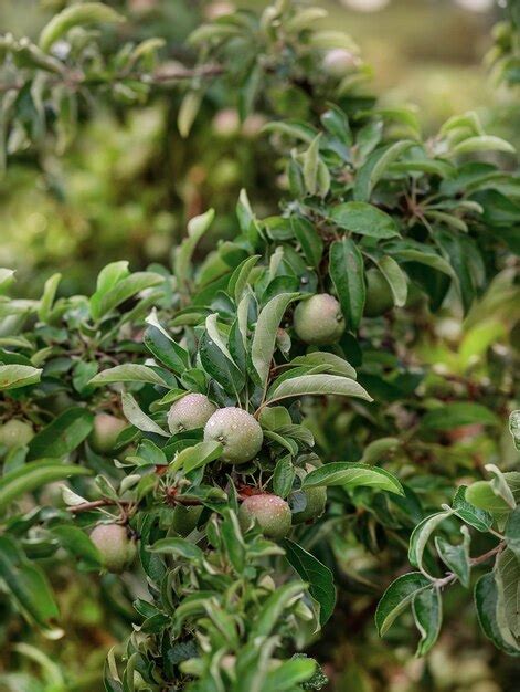 Manzanas Verdes J Venes En Un Rbol En El Jard N Cultivo De Frutas