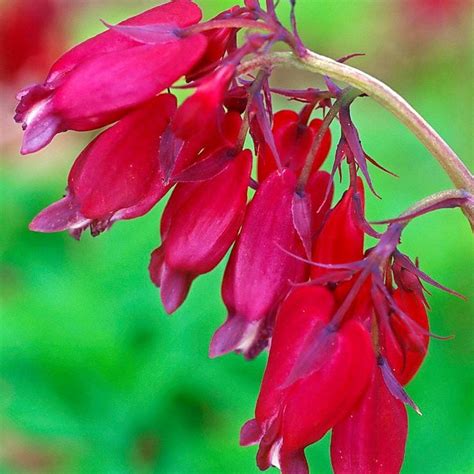 Burgundy Flowers For A Bold Perennial Garden Birds And Blooms