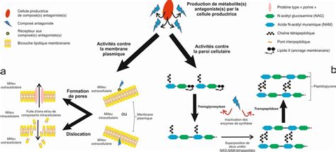 Repr Sentation Sch Matique Des M Canismes D Action Des Compos S