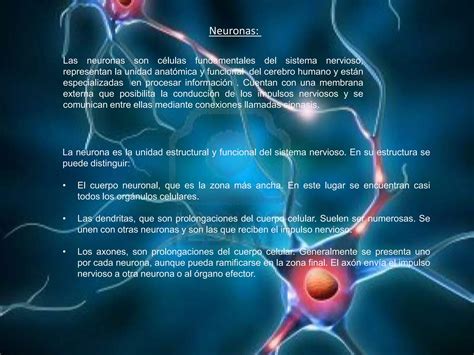 Neuronas Y Neurotransmisores Ppt