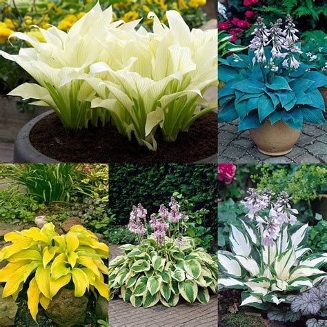 These Five Unusual Hosta Varieties Have Been Chosen For Thei Unique And