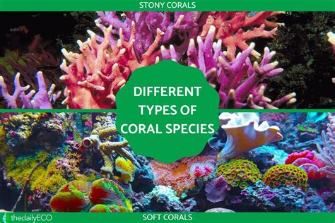 Different Types of Coral Species - Stony and Soft Coral With Photos