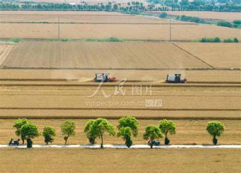 江苏兴化：“三夏”时节抢抓雨歇保夏收 人民图片网