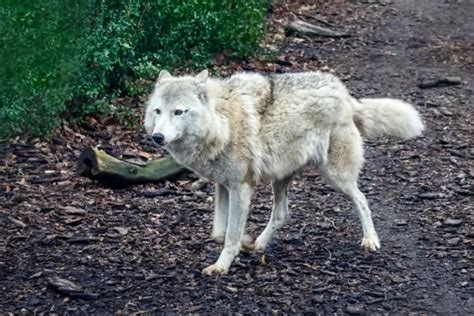 Worlds Largest Wolf Ever Recorded