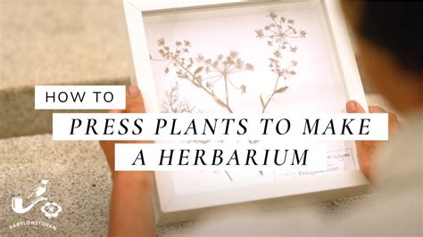 How To Press Plants To Make A Herbarium Youtube