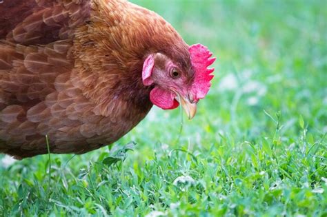 Premium Photo Rooster And Chickens On A Farm In A Barn Close Up Side View Breeding Chickens