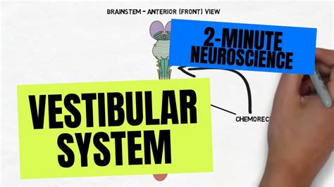 2-Minute Neuroscience: Vestibular System - YouTube